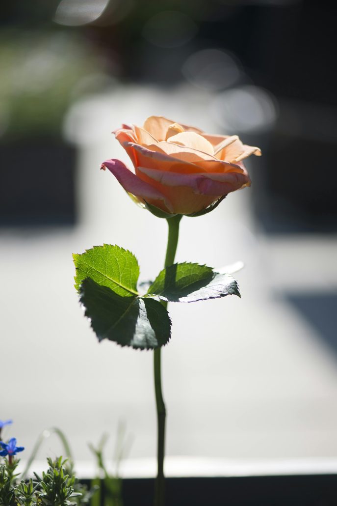 Pre-marriage background checks - Consult Kinsey Investigations. 